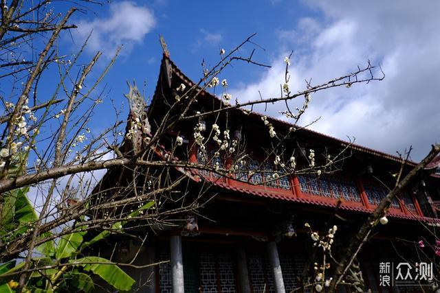 福州林阳寺赏梅，不负春光_新浪众测