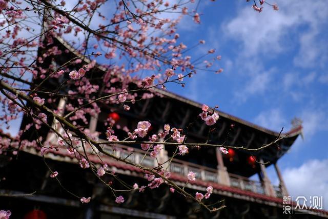 福州林阳寺赏梅，不负春光_新浪众测