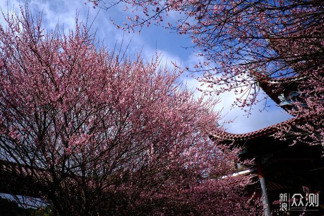 福州林阳寺赏梅，不负春光_新浪众测