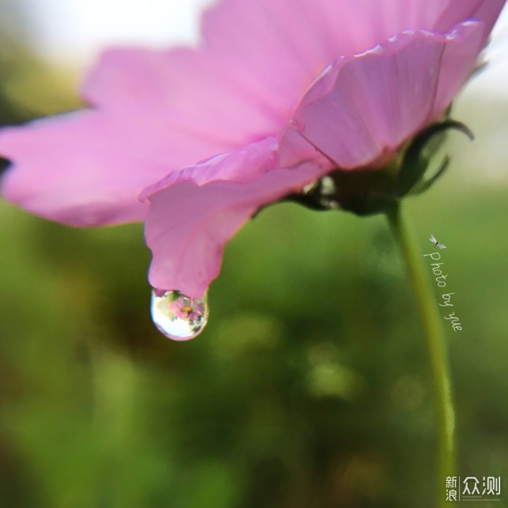 雨过天晴｜教你手机如何拍美“水滴露珠”！_新浪众测