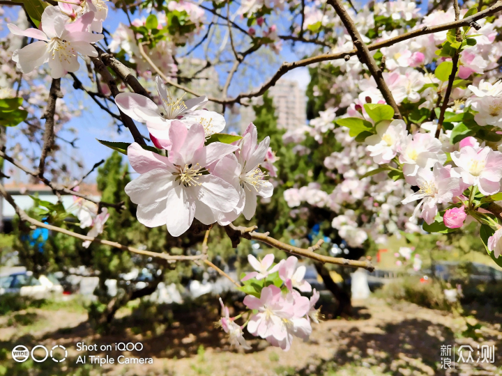 生而强悍，iQOO 能否打动线上市场_新浪众测