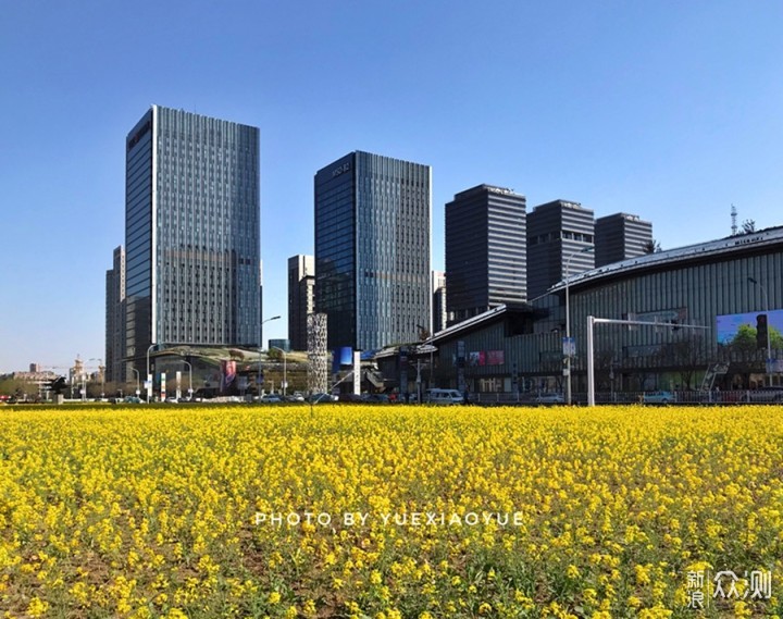 手机如何拍美“油菜花海”？3招拍出层次空间_新浪众测