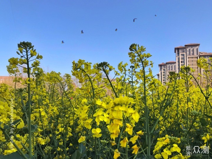 手机如何拍美“油菜花海”？3招拍出层次空间_新浪众测