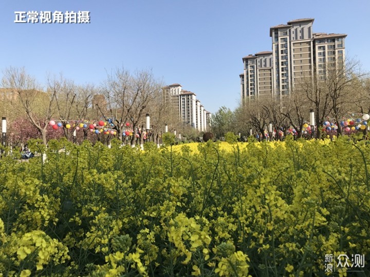 手机如何拍美“油菜花海”？3招拍出层次空间_新浪众测