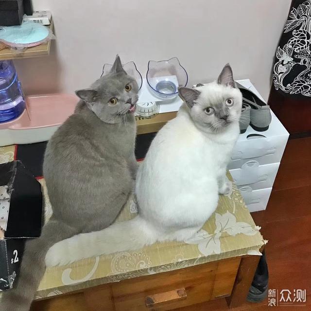 那些便宜又能让猫咪欲罢不能的玩具_新浪众测