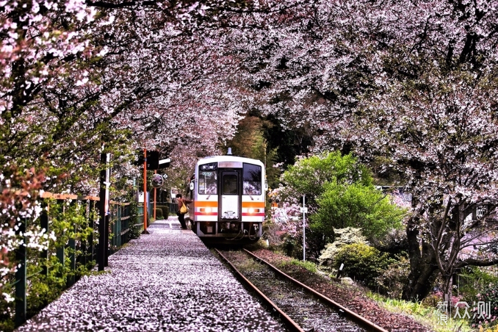 北海道樱花季，日本旅游必购清单_新浪众测