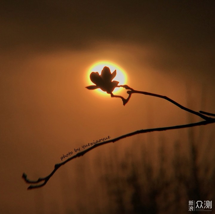 手机拍花如何更特别？4个拍摄角度，屡试不爽_新浪众测