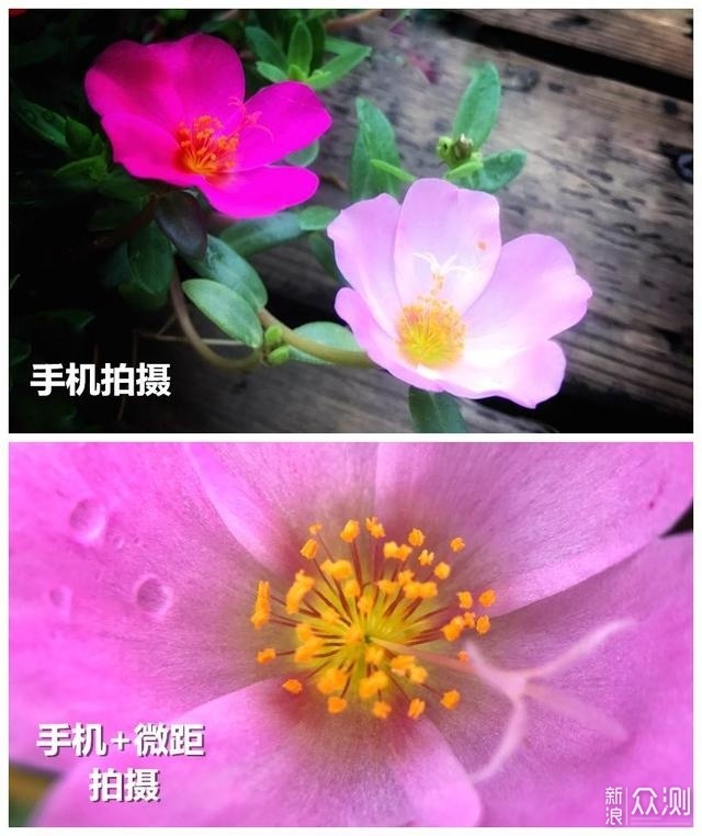 手机拍花如何更特别？4个拍摄角度，屡试不爽_新浪众测