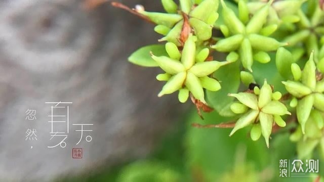 手机拍花如何更特别？4个拍摄角度，屡试不爽_新浪众测