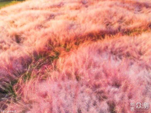 在江苏宿迁，有这么一片花海美的不动声色_新浪众测