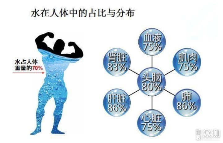 水在人体的构成大致如下: 蛋白质17% 脂肪14% 碳水化合物1.
