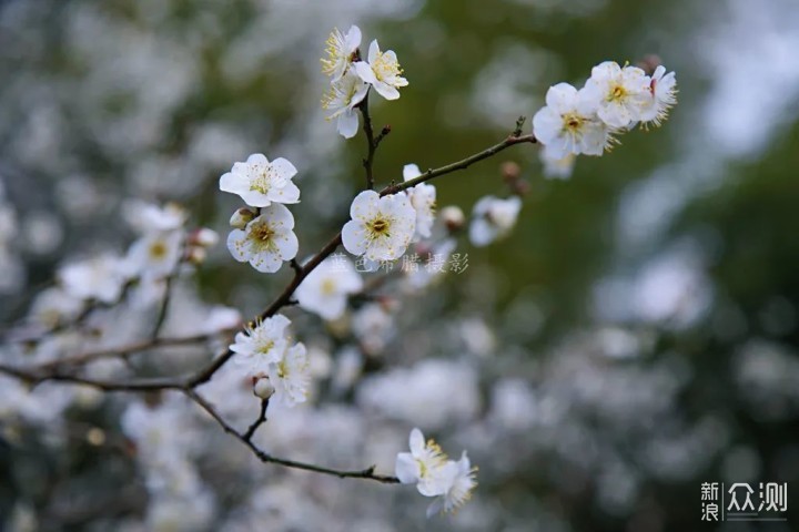 绍兴上虞梅花谷,红梅白梅香满园,春光无限好