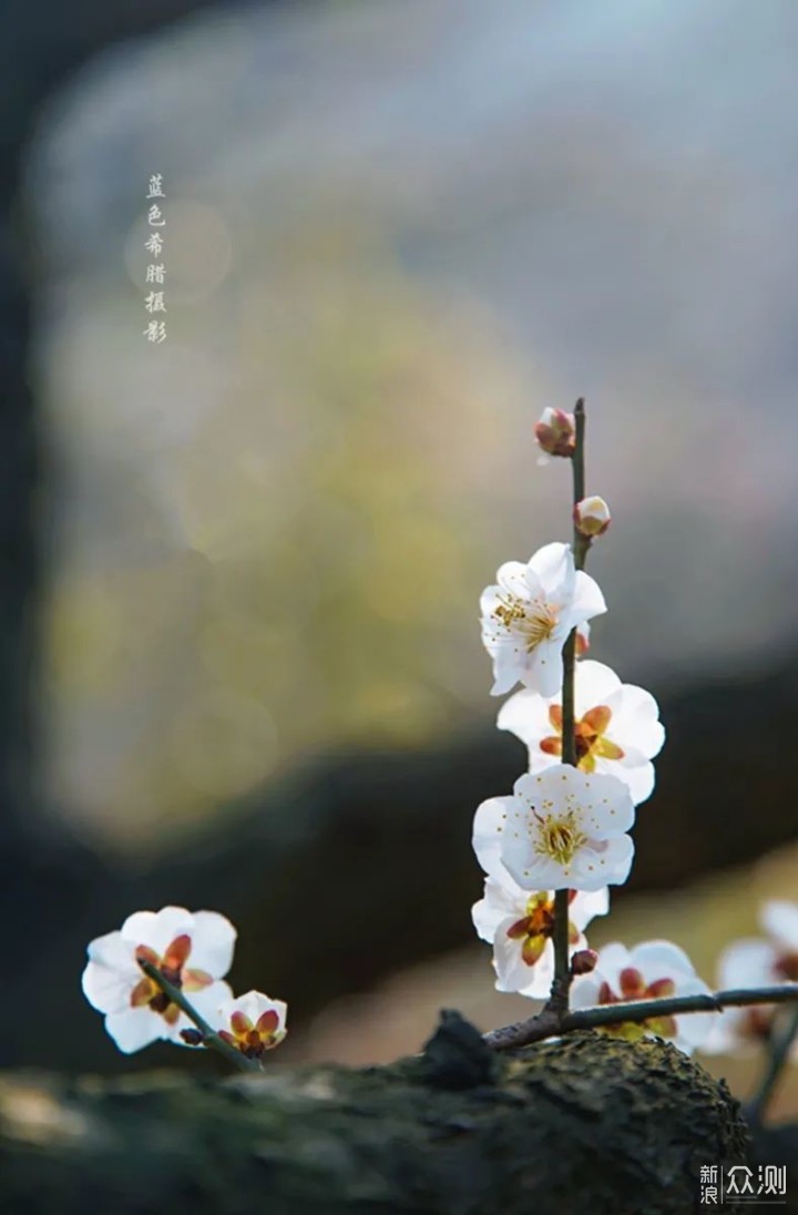 年年花相似,年年景不同,要拍出不同意境也是不容易的.