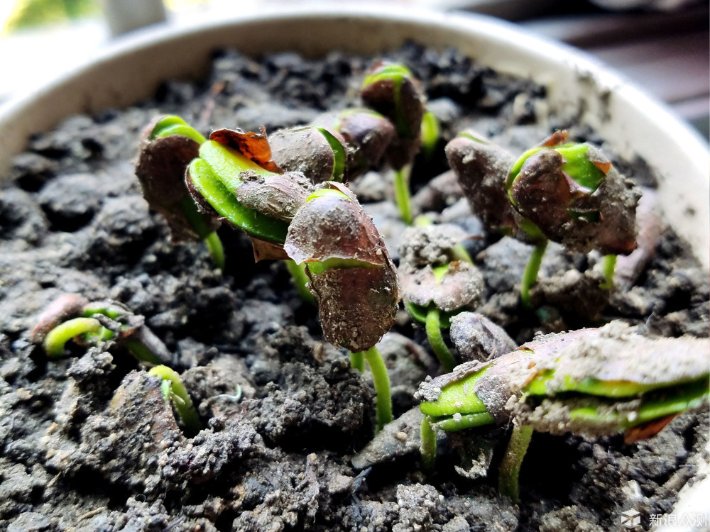 慢生活，一盆种子从发芽到枝繁叶茂_新浪众测