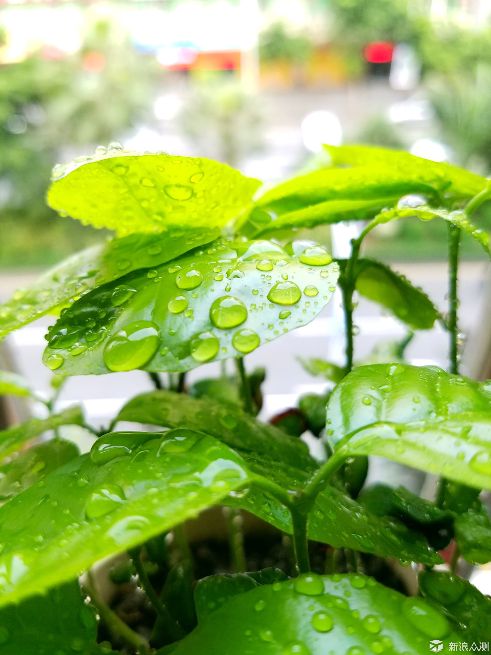 慢生活，一盆种子从发芽到枝繁叶茂_新浪众测