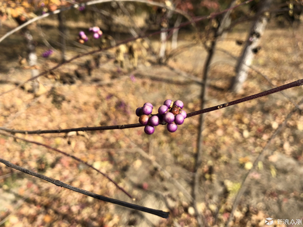 全面却不完美的iPhone X体验_新浪众测