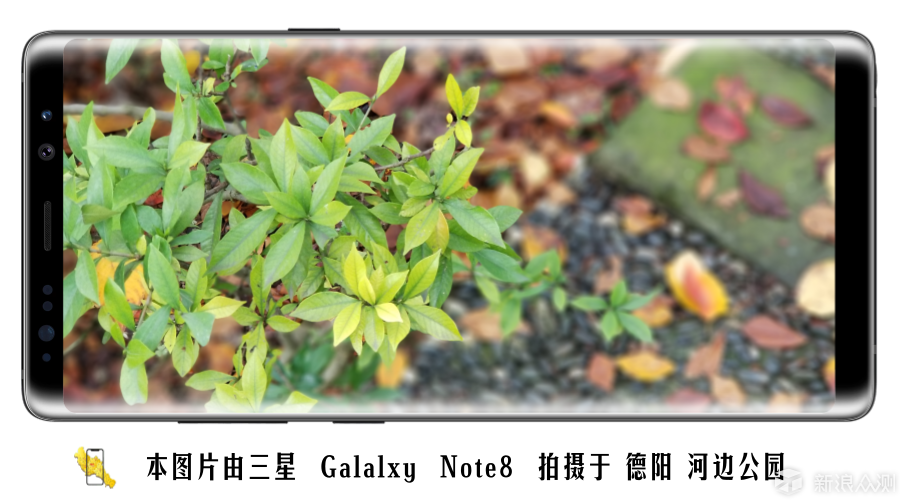 萌大胖的Note8_新浪众测