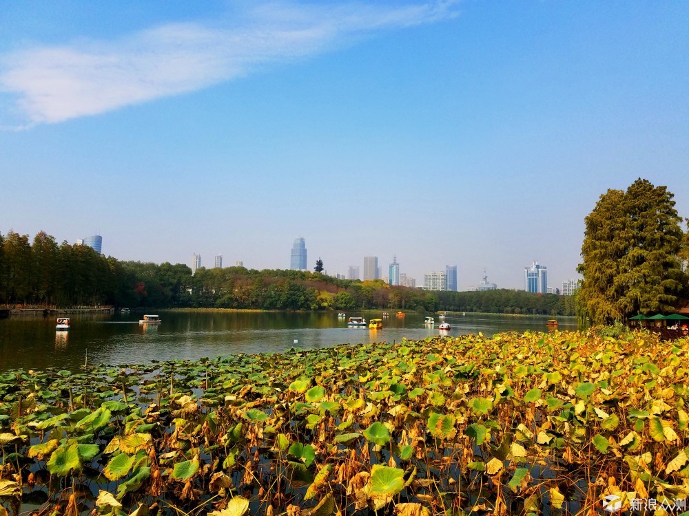 遇见武汉——东湖之秋_新浪众测