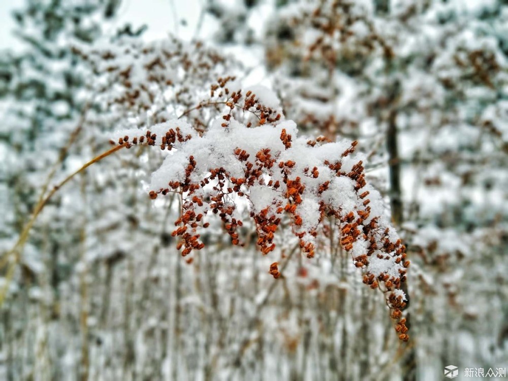 2018原州第一场雪，我用坚果Pro2记录古雁雪景_新浪众测