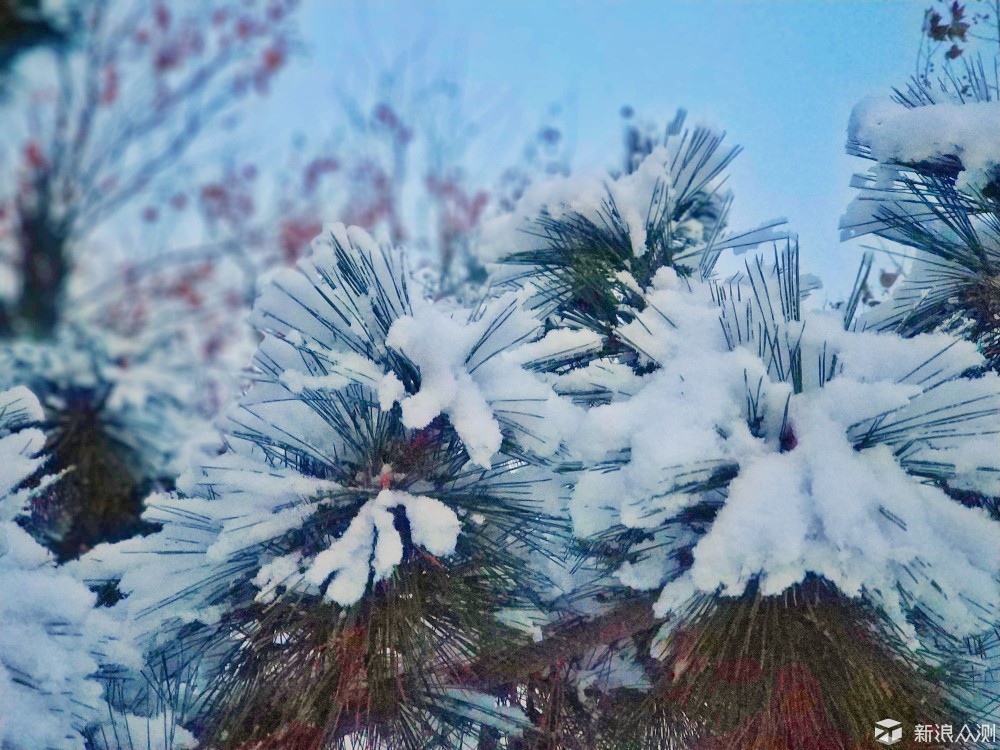 松树雪景_新浪众测