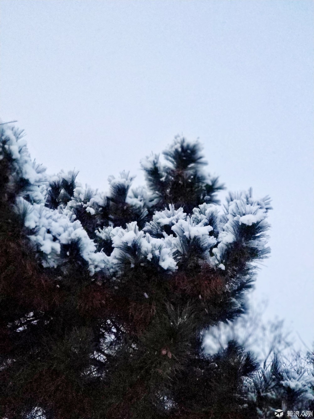 松树雪景_新浪众测