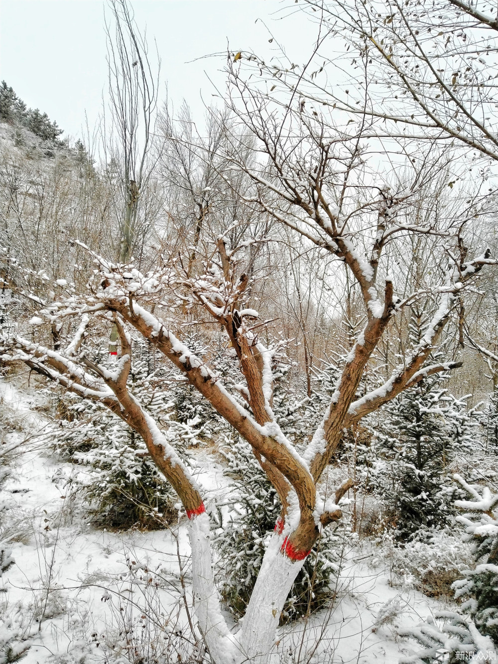 2018原州第一场雪，我用坚果Pro2记录古雁雪景_新浪众测