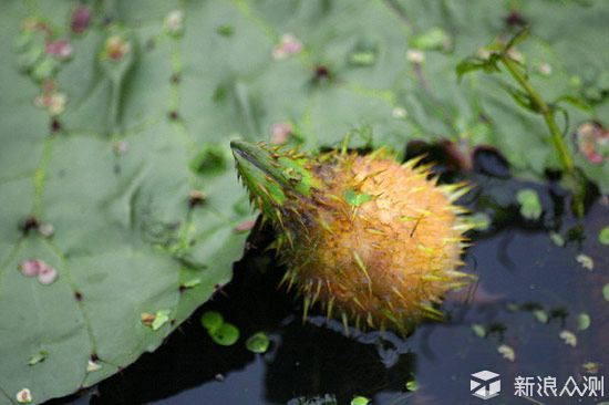 苏州人的春节必然要吃的美食_新浪众测