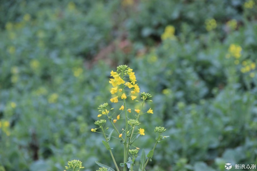 #春节有奖征稿#我的春节在江西_新浪众测