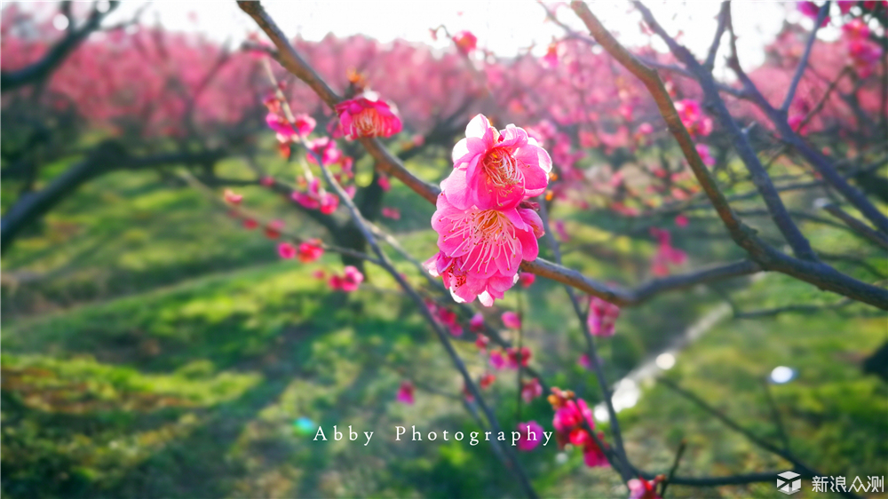 #春节有奖征稿#一叶茶醒江南，太华春早茶旅_新浪众测