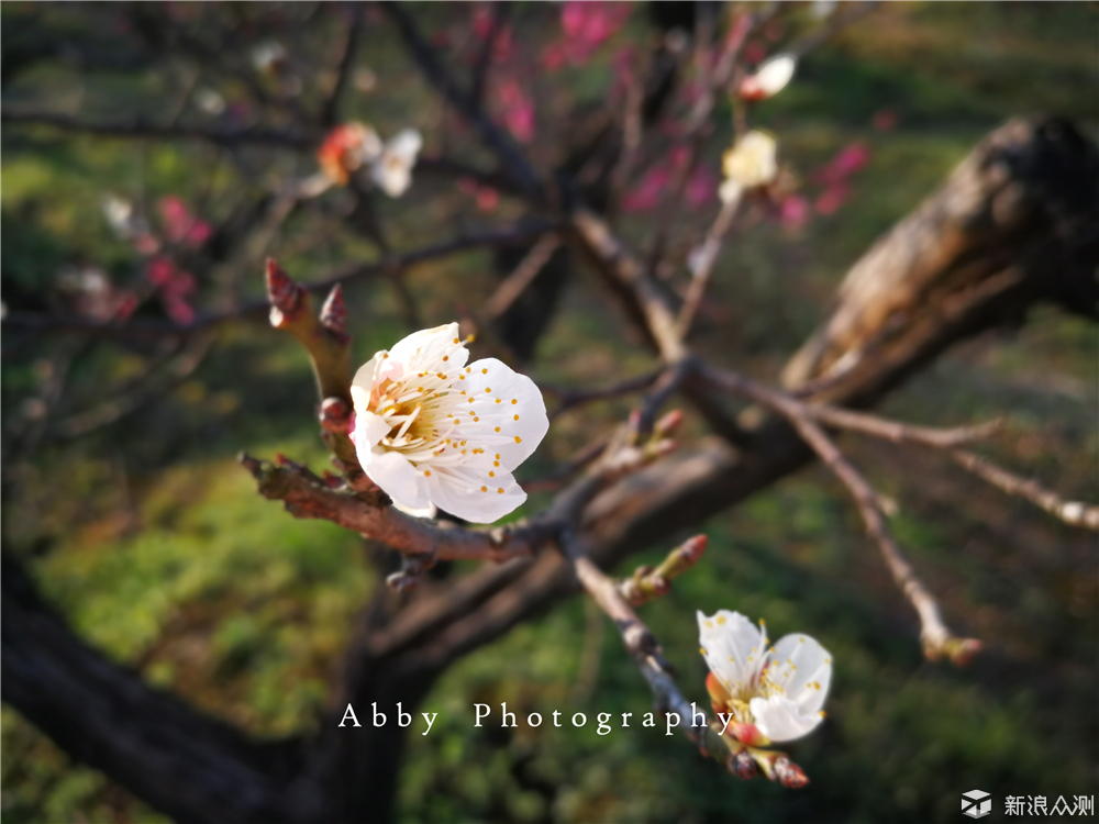 #春节有奖征稿#一叶茶醒江南，太华春早茶旅_新浪众测