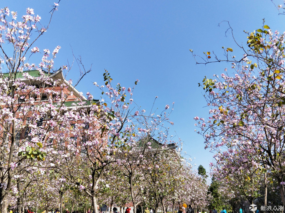 #不负春光#，繁花似锦，重走昔日校园道路_新浪众测