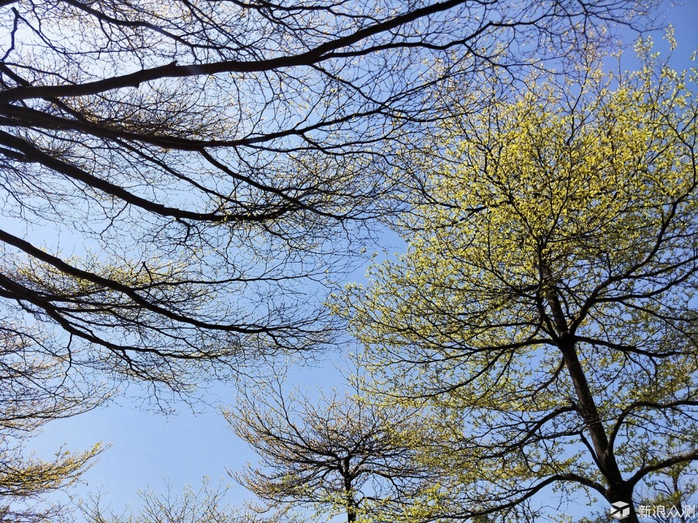 #不负春光#，繁花似锦，重走昔日校园道路_新浪众测