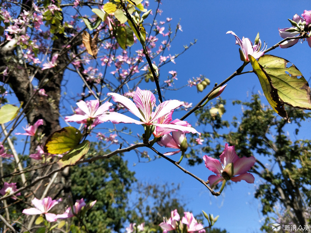 #不负春光#，繁花似锦，重走昔日校园道路_新浪众测