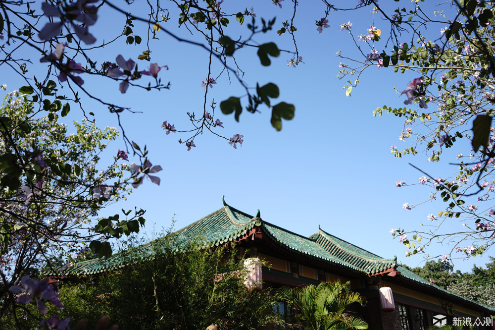 #不负春光#，繁花似锦，重走昔日校园道路_新浪众测