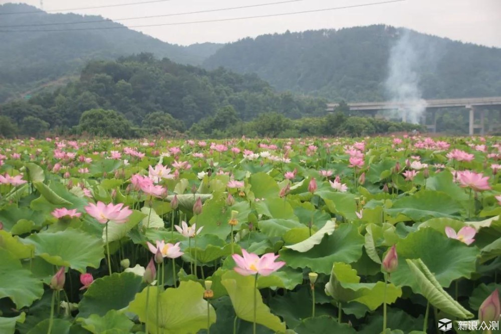 酷热难耐的盛夏，这里才是庐山人爱去的地方_新浪众测