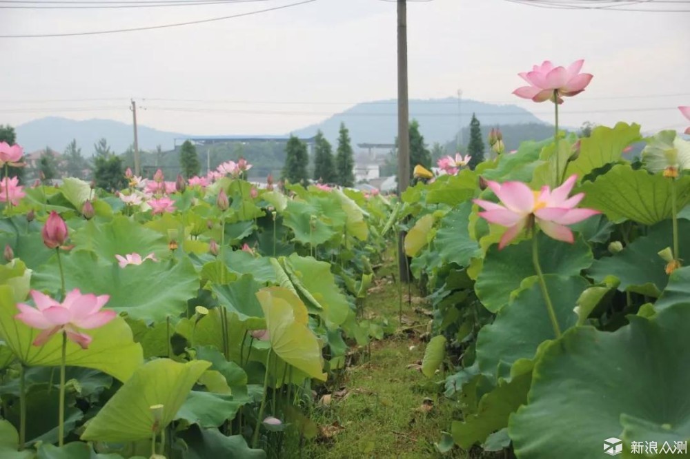 酷热难耐的盛夏，这里才是庐山人爱去的地方_新浪众测