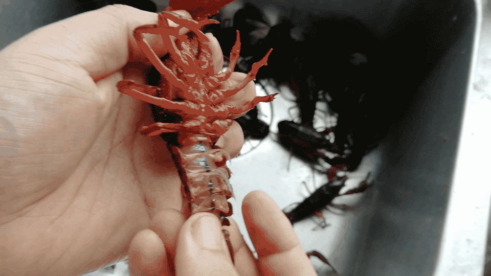 寻找最好吃的小龙虾—挑虾、洗虾、比较调味包_新浪众测