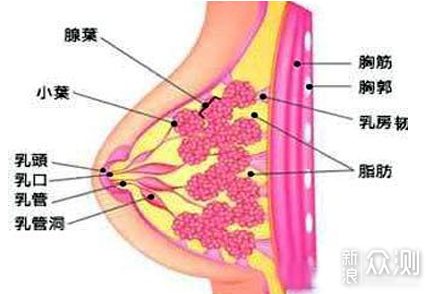 小议妊娠哺乳期保健_新浪众测