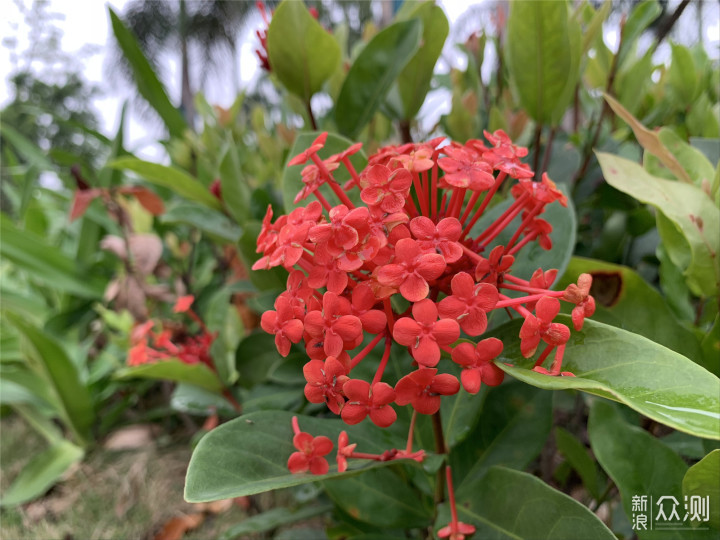 八年果粉不只是情怀，带上表妹探索iPhone XR_新浪众测