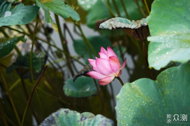 广西不只桂林山水，南宁玩得一样尽兴！_新浪众测