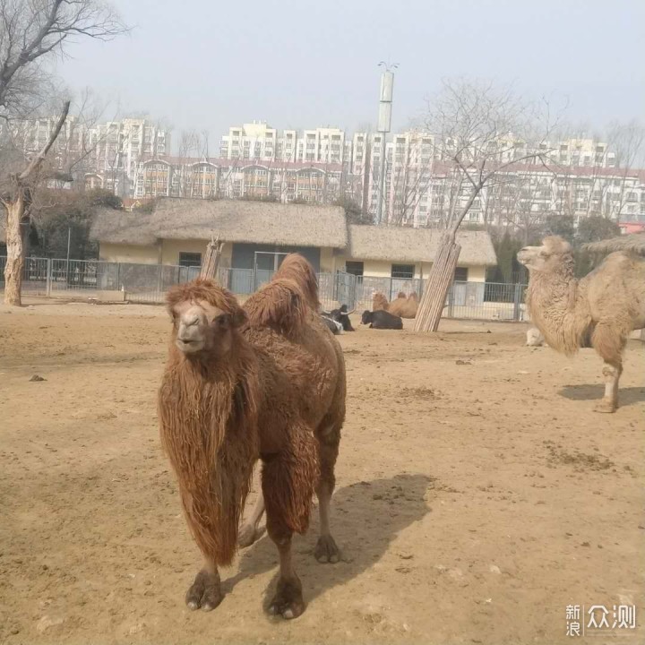 这个春节回济南过_新浪众测