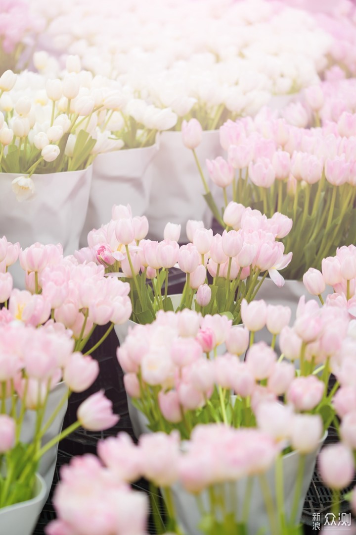 最长花期的郁金香花艺盛宴就在广州百万葵园_新浪众测