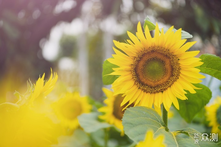 最长花期的郁金香花艺盛宴就在广州百万葵园_新浪众测