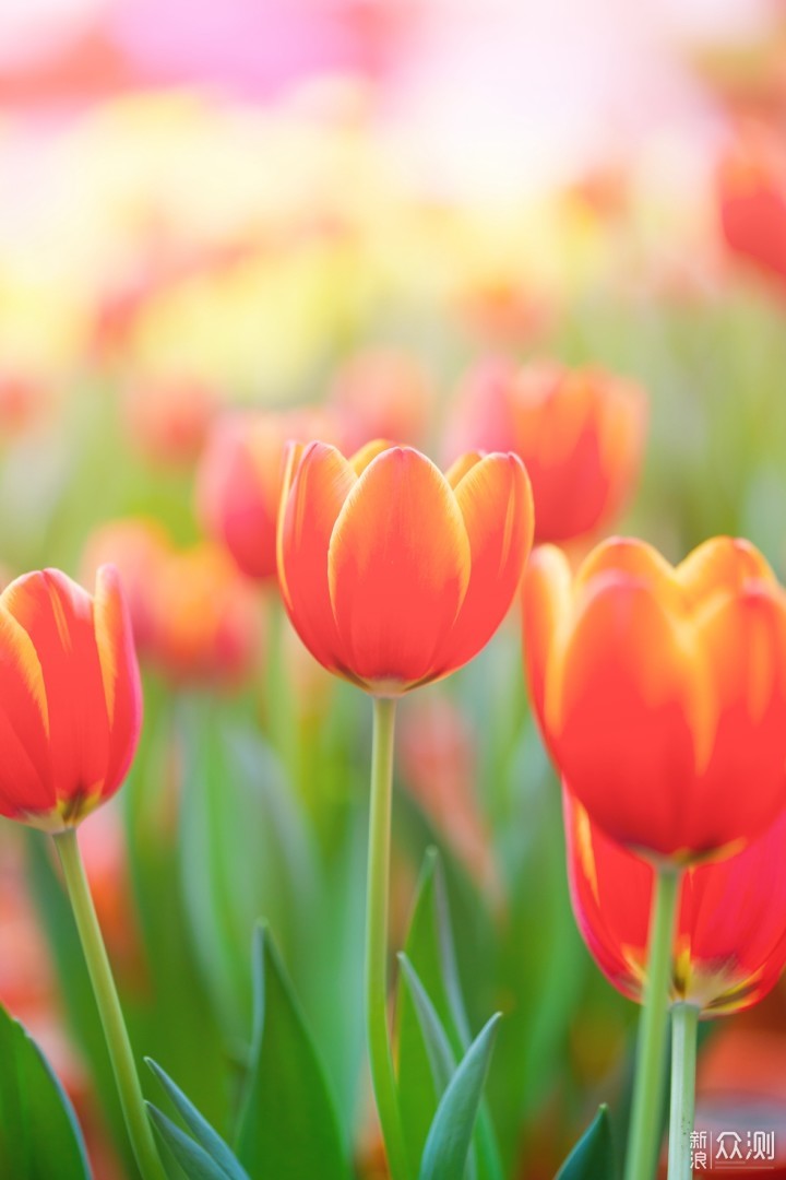 最长花期的郁金香花艺盛宴就在广州百万葵园_新浪众测