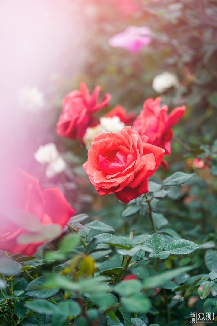 最长花期的郁金香花艺盛宴就在广州百万葵园_新浪众测