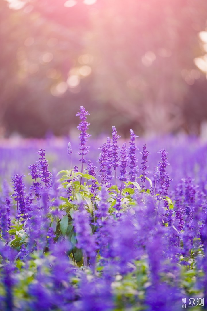 最长花期的郁金香花艺盛宴就在广州百万葵园_新浪众测