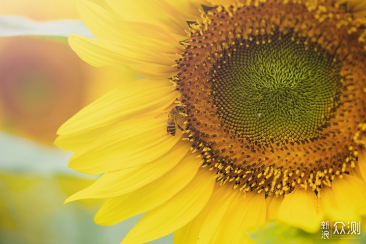 最长花期的郁金香花艺盛宴就在广州百万葵园_新浪众测