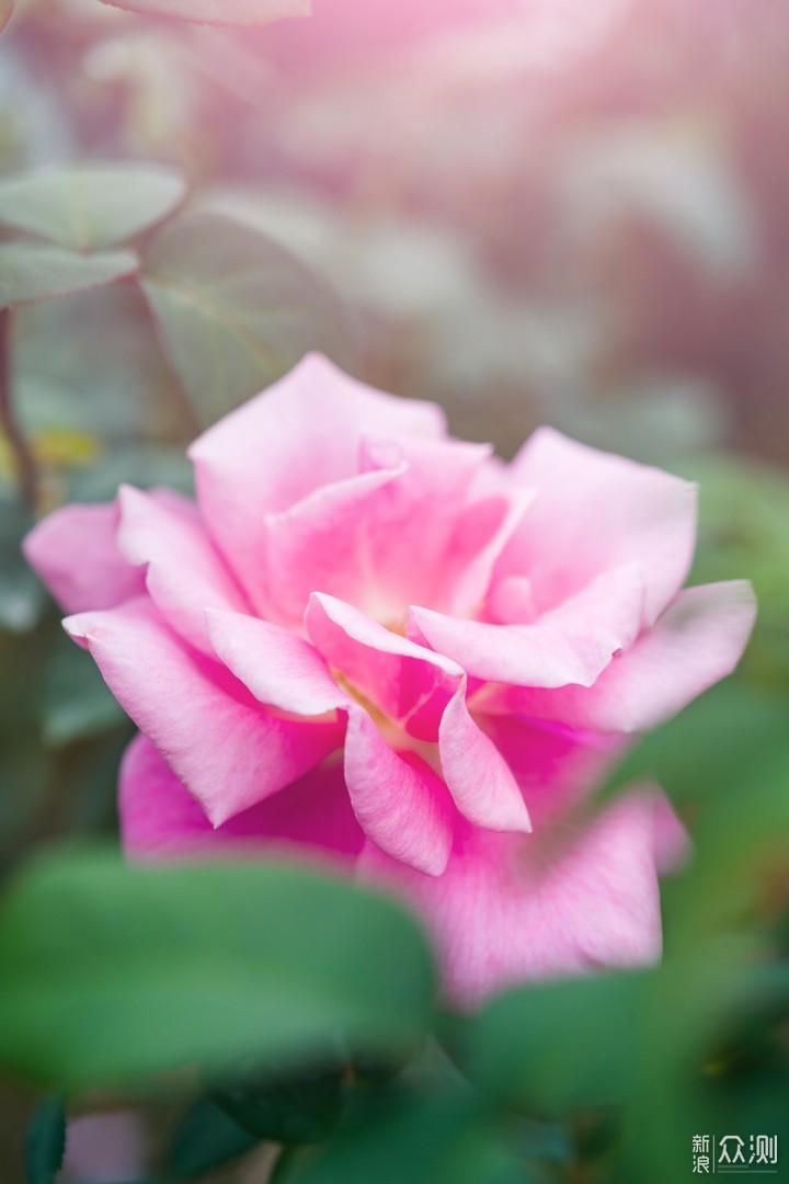 最长花期的郁金香花艺盛宴就在广州百万葵园_新浪众测