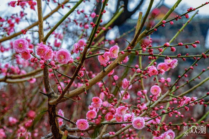 2019年在北京赏花，看这一篇文章就够了_新浪众测