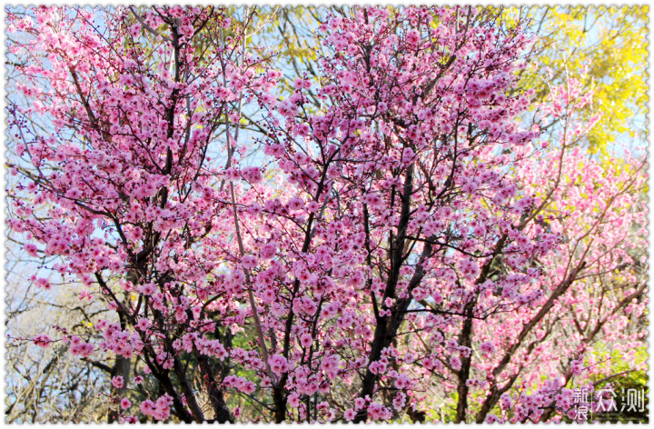 2019年在北京赏花，看这一篇文章就够了_新浪众测